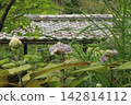 繡球花 142814112