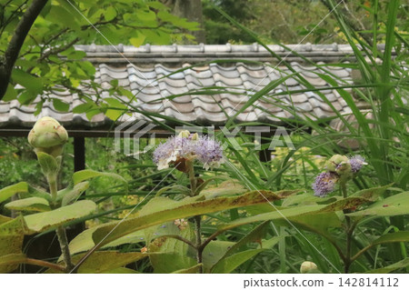 繡球花 142814112