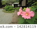  芙蓉 142814119