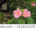  芙蓉 142814120