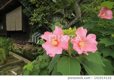 芙蓉 芙蓉 142814120