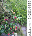 Bush with clusters of small, round red berries, the fruit of the wild rose (Rosa rugosa). Leaves are dark green and glossy with serrated edges.  142814459