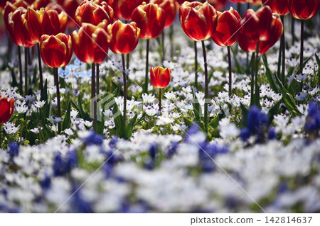 Red tulips blooming in the nemophila field Red tulips blooming in the nemophila field 142814637