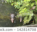 Crocodiles that can be seen at Singapore Zoo 142814708