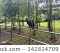 A beautiful peacock stands in front of a bamboo grove in Singapore. 142814709