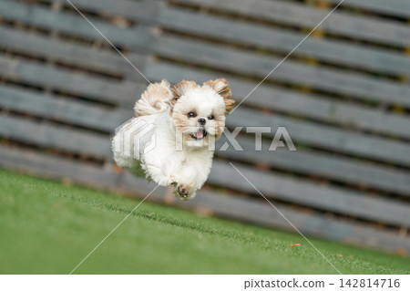 A Shih Tzu happily playing in a grassy dog run. 142814716