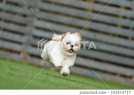 A Shih Tzu happily playing in a grassy dog run. A Shih Tzu happily playing in a grassy dog run. 142814717
