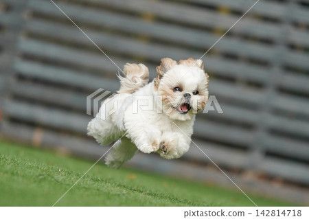A Shih Tzu happily playing in a grassy dog run. 142814718