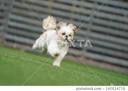A Shih Tzu happily playing in a grassy dog run. 142814719