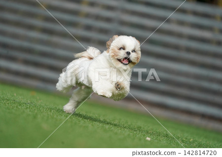 一隻西施犬在綠草茵茵的狗舍裡快樂地玩耍。 142814720