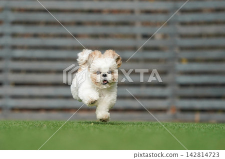 A Shih Tzu happily playing in a grassy dog run. 142814723