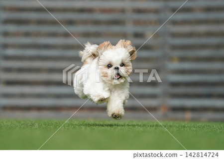 一隻西施犬在綠草茵茵的狗舍裡快樂地玩耍。 一隻西施犬在綠草茵茵的狗舍裡快樂地玩耍。 142814724