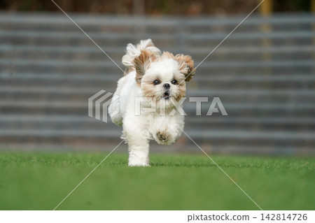 A Shih Tzu happily playing in a grassy dog run. 142814726