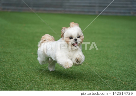 A Shih Tzu happily playing in a grassy dog run. 142814729