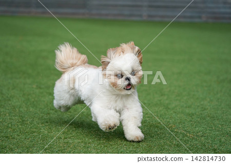 A Shih Tzu happily playing in a grassy dog run. 142814730