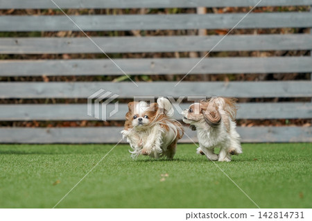 A Shih Tzu happily playing in a grassy dog run. A Shih Tzu happily playing in a grassy dog run. 142814731