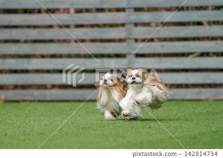 A Shih Tzu happily playing in a grassy dog run. 142814734