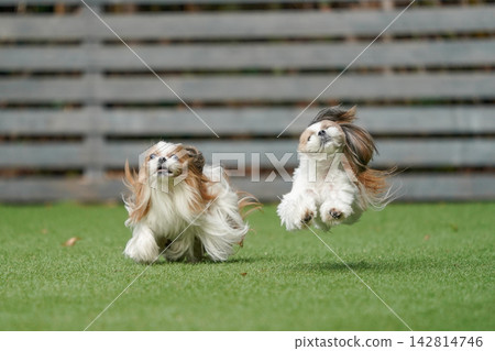 A Shih Tzu happily playing in a grassy dog run. 142814746