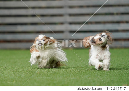 A Shih Tzu happily playing in a grassy dog run. A Shih Tzu happily playing in a grassy dog run. 142814747