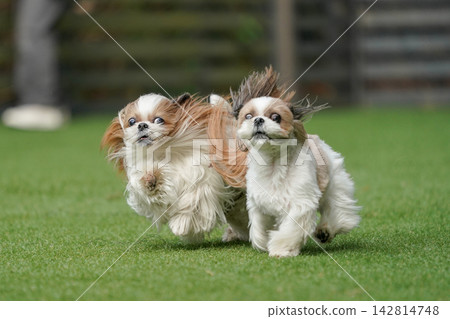 一隻西施犬在綠草茵茵的狗舍裡快樂地玩耍。 一隻西施犬在綠草茵茵的狗舍裡快樂地玩耍。 142814748