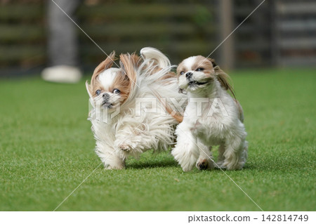 A Shih Tzu happily playing in a grassy dog run. 142814749
