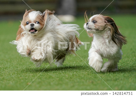 A Shih Tzu happily playing in a grassy dog run. A Shih Tzu happily playing in a grassy dog run. 142814751