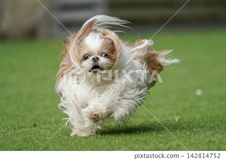 A Shih Tzu happily playing in a grassy dog run. A Shih Tzu happily playing in a grassy dog run. 142814752