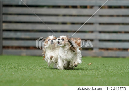一隻西施犬在綠草茵茵的狗舍裡快樂地玩耍。 142814753