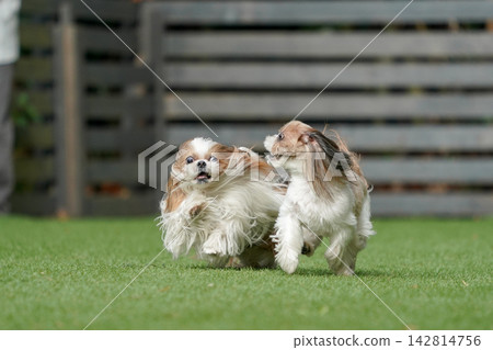 一隻西施犬在綠草茵茵的狗舍裡快樂地玩耍。 142814756