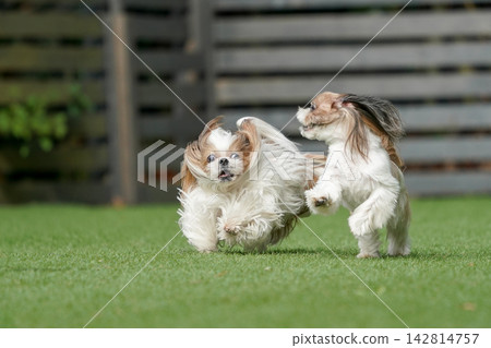 一隻西施犬在綠草茵茵的狗舍裡快樂地玩耍。 一隻西施犬在綠草茵茵的狗舍裡快樂地玩耍。 142814757