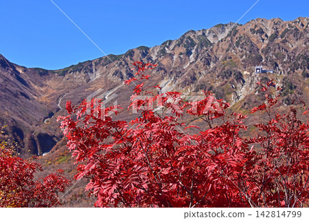 Autumn leaves on the Tateyama Kurobe Alpine Route, Kurobedaira Autumn leaves on the Tateyama Kurobe Alpine Route, Kurobedaira 142814799
