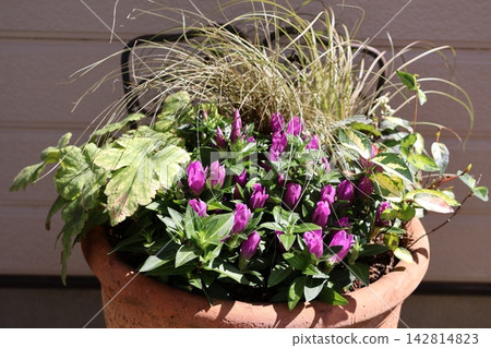 Gentian and Heuchera planted together Gentian and Heuchera planted together 142814823