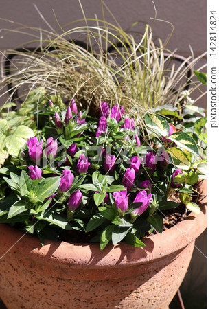 Gentian and Heuchera planted together Gentian and Heuchera planted together 142814824