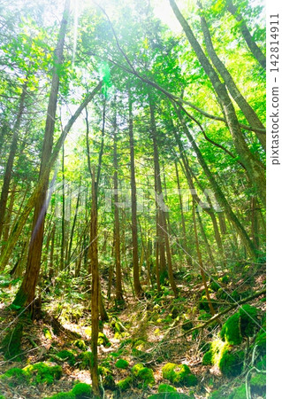 Mount Fuji and Aokigahara Forest Mount Fuji and Aokigahara Forest 142814911