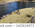 Ducks resting in a winter river 142814973