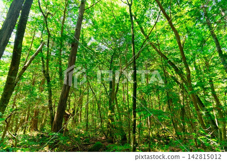 Mount Fuji and Aokigahara Forest Mount Fuji and Aokigahara Forest 142815012