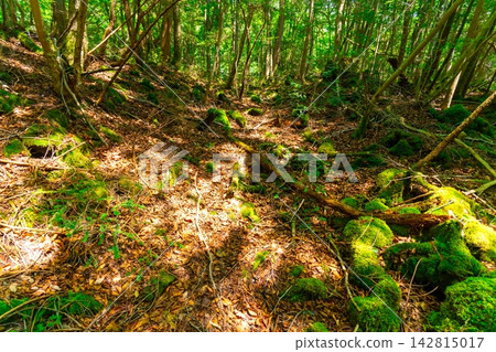 Mount Fuji and Aokigahara Forest Mount Fuji and Aokigahara Forest 142815017