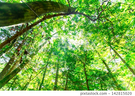 Mount Fuji and Aokigahara Forest Mount Fuji and Aokigahara Forest 142815020