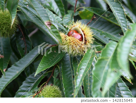 Wild chestnuts that have ripened and whose burrs have split open Wild chestnuts that have ripened and whose burrs have split open 142815045