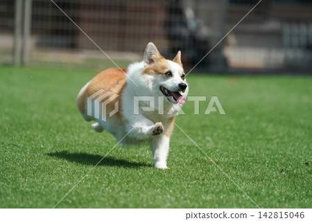 Corgis happily playing in a grassy dog run. Corgis happily playing in a grassy dog run. 142815046