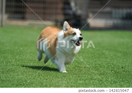 Corgis happily playing in a grassy dog run. Corgis happily playing in a grassy dog run. 142815047