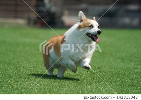 Corgis happily playing in a grassy dog run. Corgis happily playing in a grassy dog run. 142815048