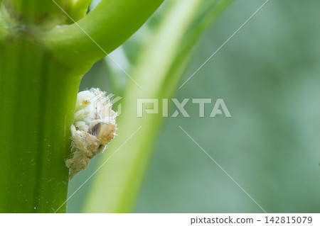 White planthopper larva White planthopper larva 142815079