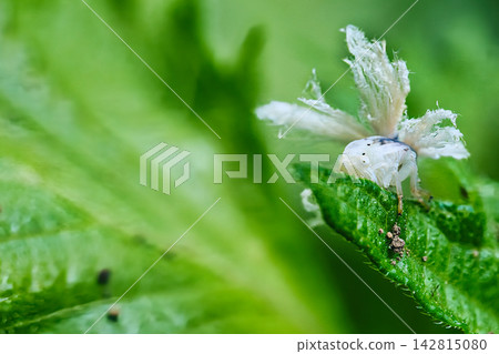 A planthopper perched on a leaf A planthopper perched on a leaf 142815080