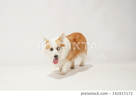 一張柯基犬的影棚肖像照,背景為白色。 一張柯基犬的影棚肖像照,背景為白色。 142815172