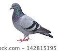 Pigeons (Feral Pigeons) 142815195