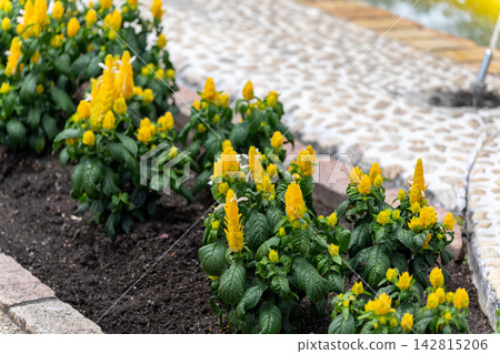 A flowerbed of colorful yellow celosia A flowerbed of colorful yellow celosia 142815206