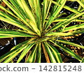 variegated yucca plant 142815248