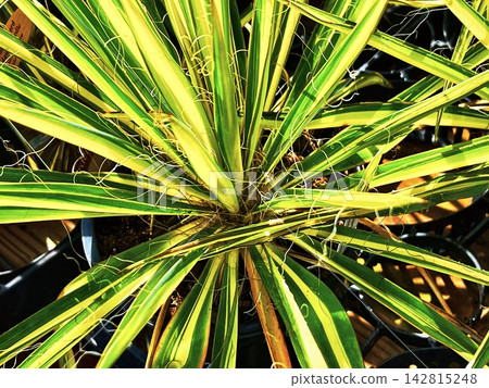 variegated yucca plant variegated yucca plant 142815248