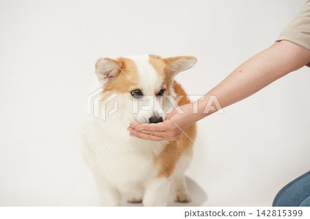 一隻威爾斯柯基犬從主人手中接過食物。 一隻威爾斯柯基犬從主人手中接過食物。 142815399